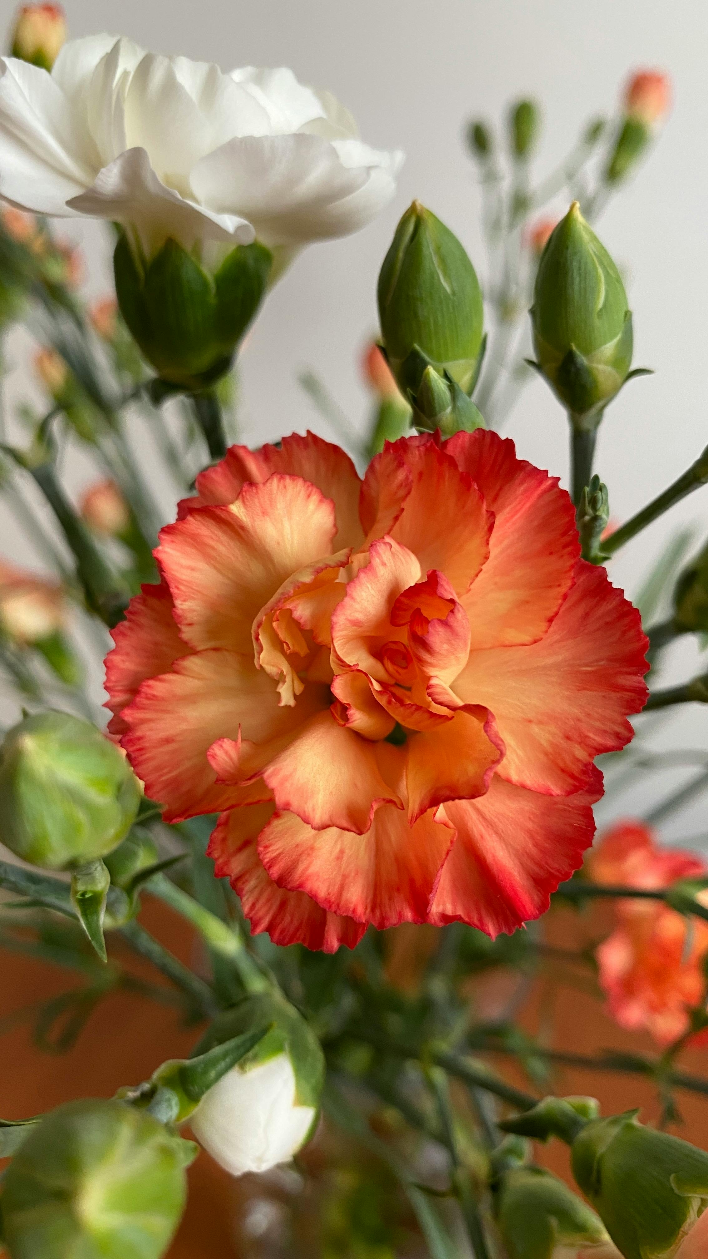 Orange and White Carnations · Free Stock Photo