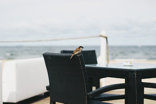 Brown Bird perched on Black Woven