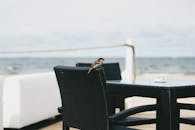 晴天的海边，一只麻雀静静地停在藤椅上休息