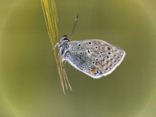 Immagine gratuita di avvicinamento, biologia, falena