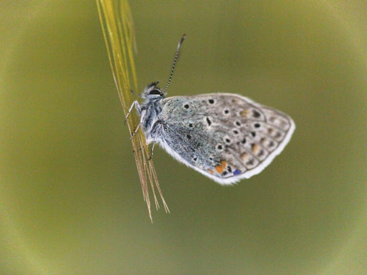 Tiny Moth On Grass Blade