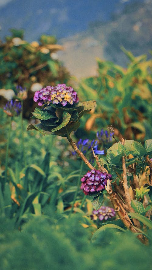 Fotos de stock gratuitas de enfoque superficial, flor violeta, fondo de pantalla del teléfono