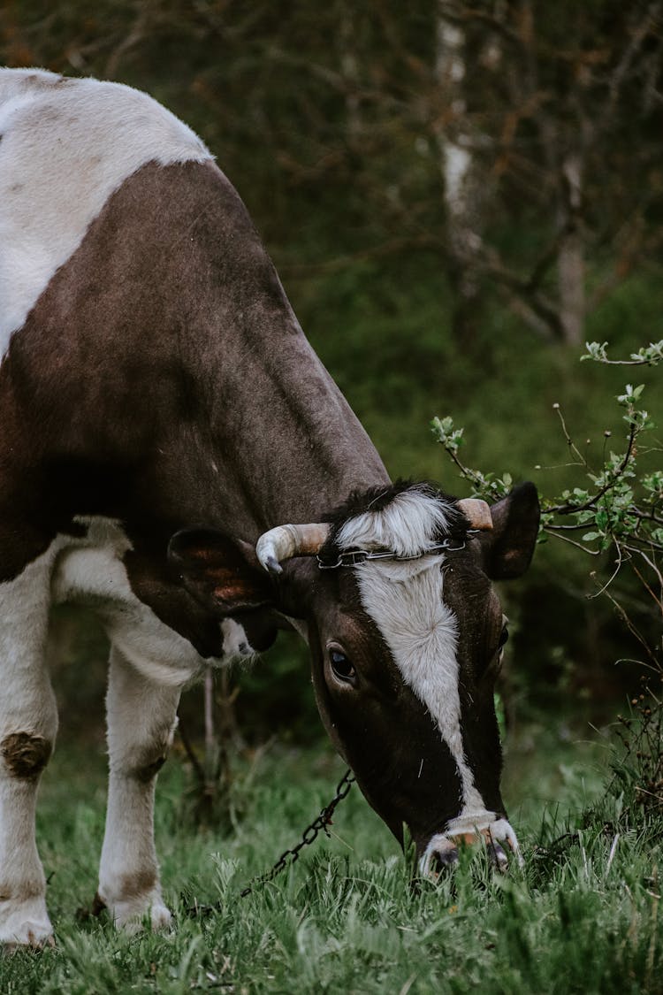 Cow Eating Grass 