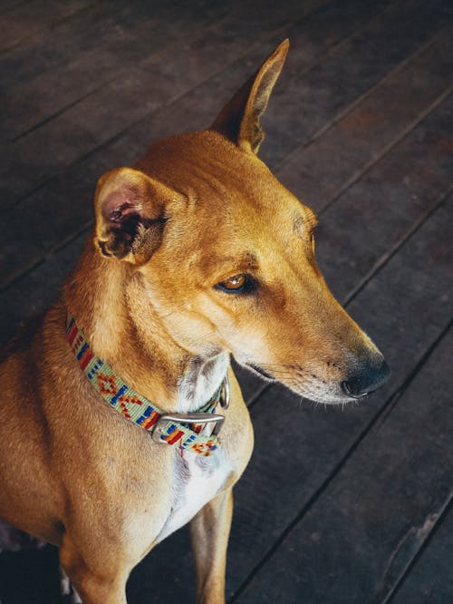 Close-Up Shot of a Dog 