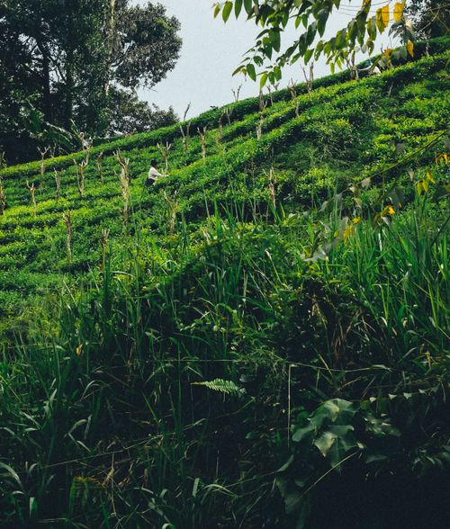 Free Tea Plantation Stock Photo