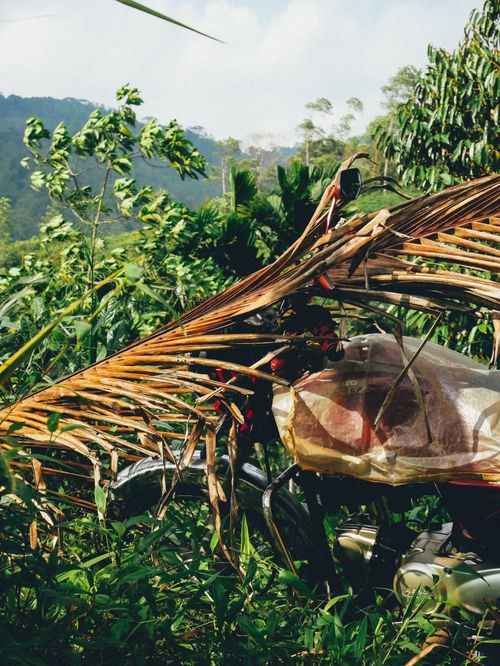 Free Motorbike in a Tea Plantation Stock Photo
