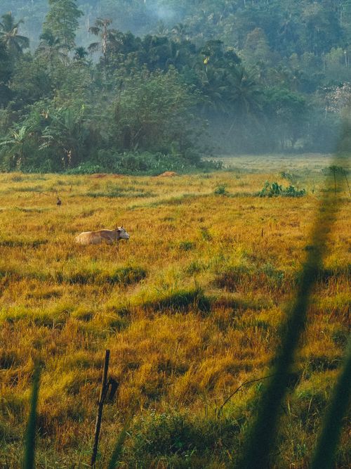 Free Cow in a field Stock Photo