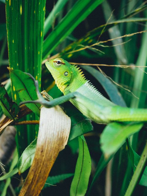 Free Close-up of a vibrant green garden lizard perched on leaves in Sri Lanka's lush wilderness. Stock Photo