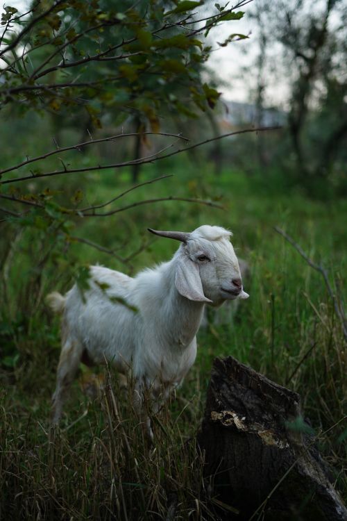 Free A boer goat standing amidst green foliage in a rural area, conveying a sense of nature and tranquility. Stock Photo