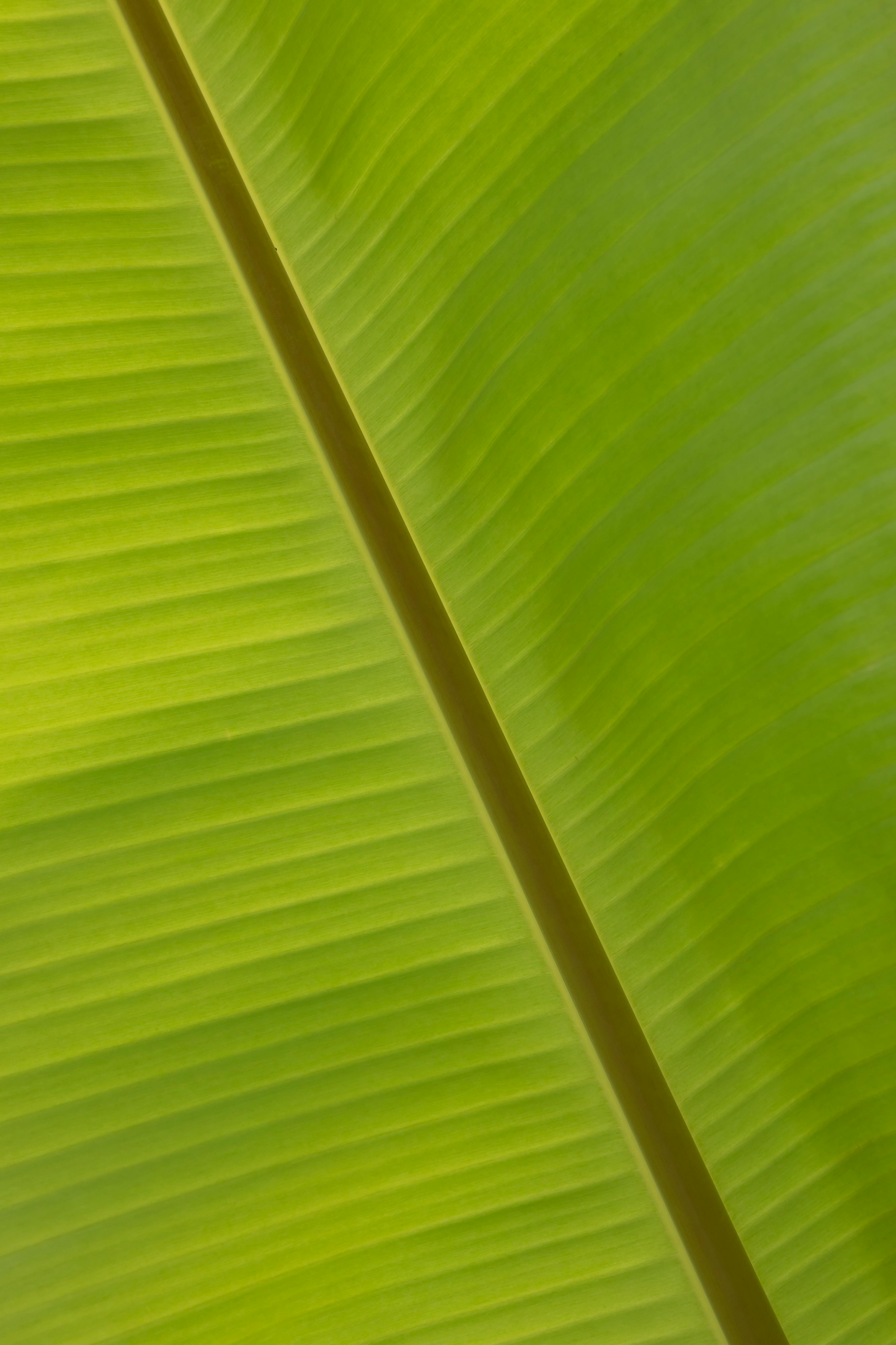 Free stock photo of banana, banana leaf, bright