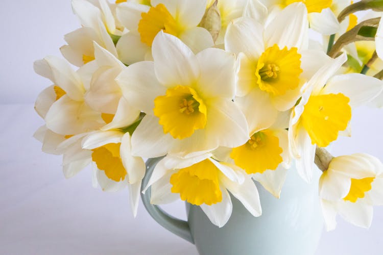 Daffodils In A Vase 