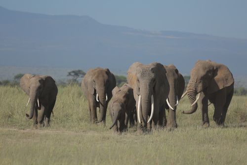 Free A herd of African elephants roaming the savanna in Kajiado County, Kenya, under a clear sky. Stock Photo