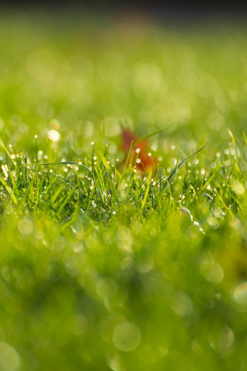 Free Captivating morning view of dew-covered grass blades in vibrant green. Stock Photo