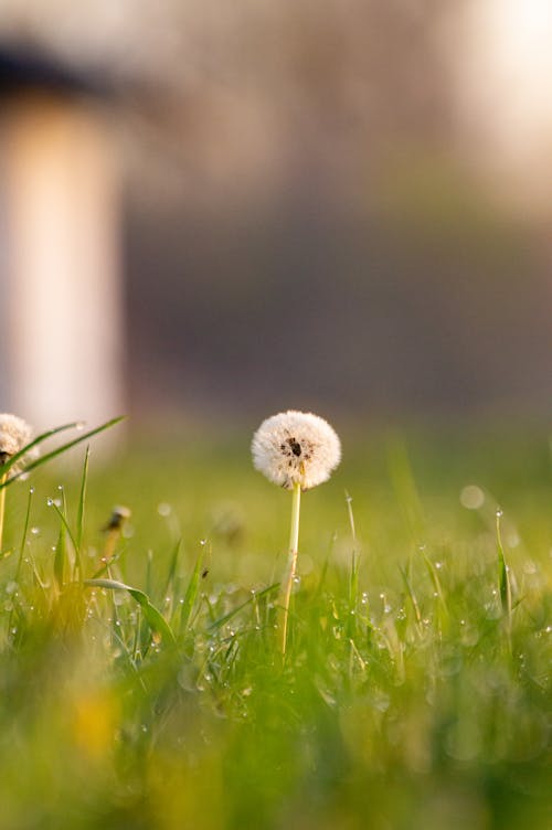 Kostenloses Stock Foto zu blume, feld, flora