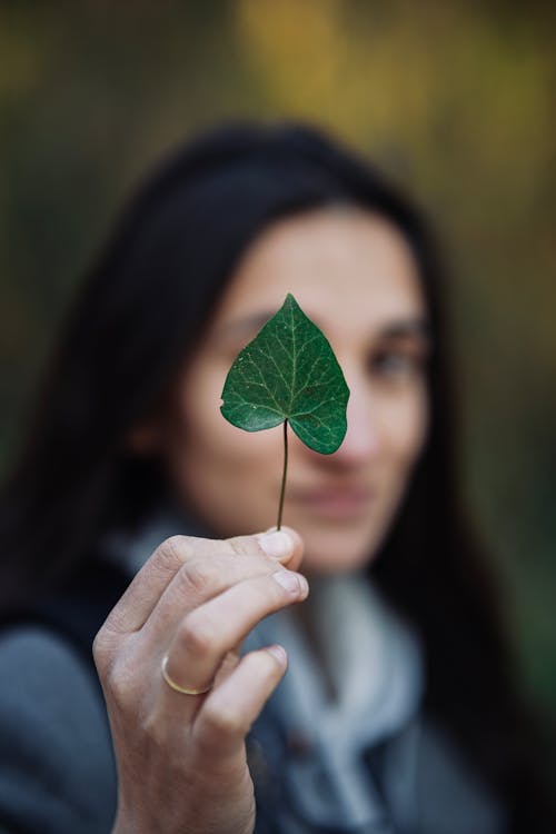 Imagine de stoc gratuită din a închide, femeie, frunză verde