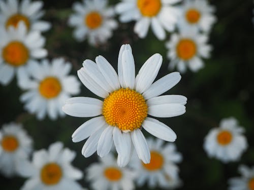 Gratis lagerfoto af bane, blomster, delikat