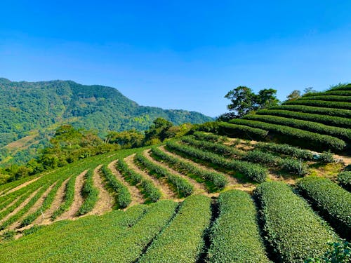 Základová fotografie zdarma na téma čajové plantáže, farma, hory