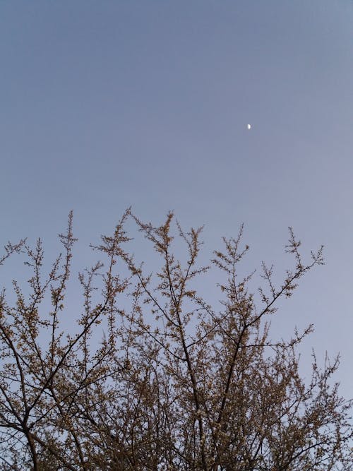 Бесплатное стоковое фото с вертикальный выстрел, весенние цветы, вечер-небо