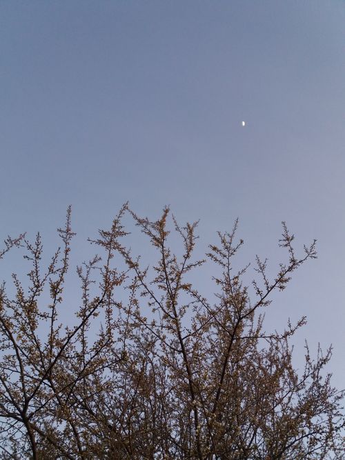 Free A serene spring evening with bare trees and a crescent moon in the tranquil sky. Stock Photo