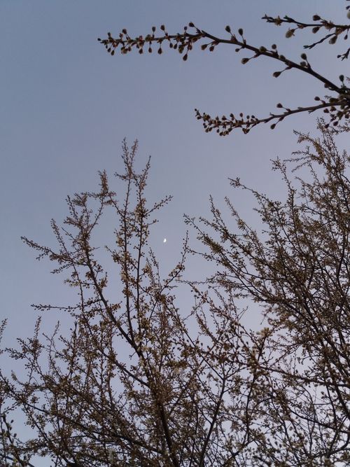 Free Delicate cherry blossom branches reach towards the serene sky, signifying the onset of spring. Stock Photo