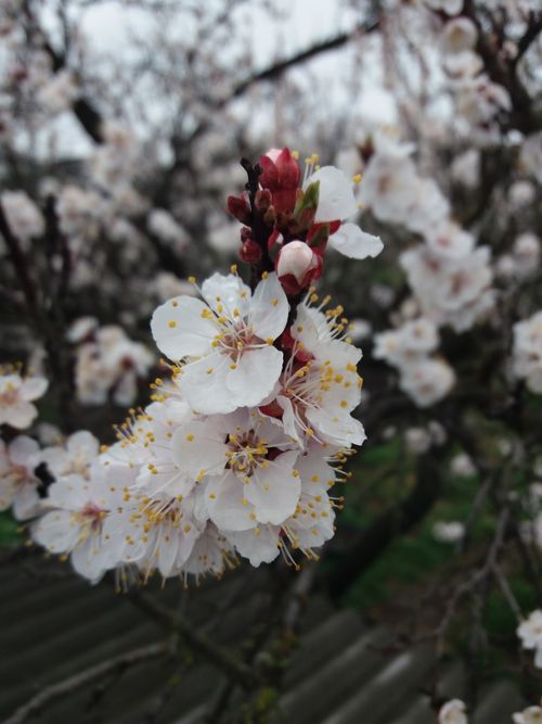 Free Stunning close-up of vibrant plum blossoms signaling the arrival of spring. Stock Photo