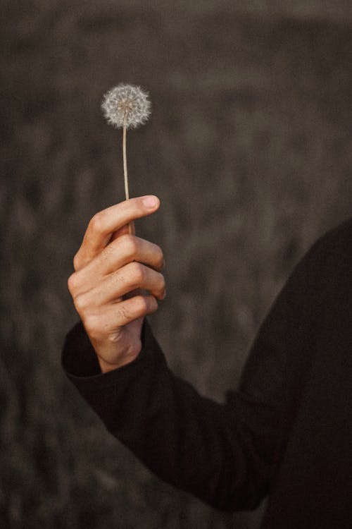Hand Holding Dandelion Flower