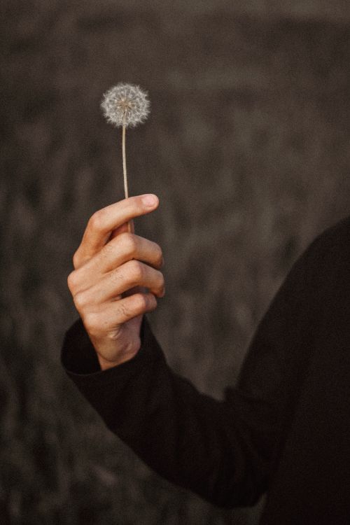 Free A hand delicately holds a dandelion, symbolizing hope and wishes in a moody setting. Stock Photo