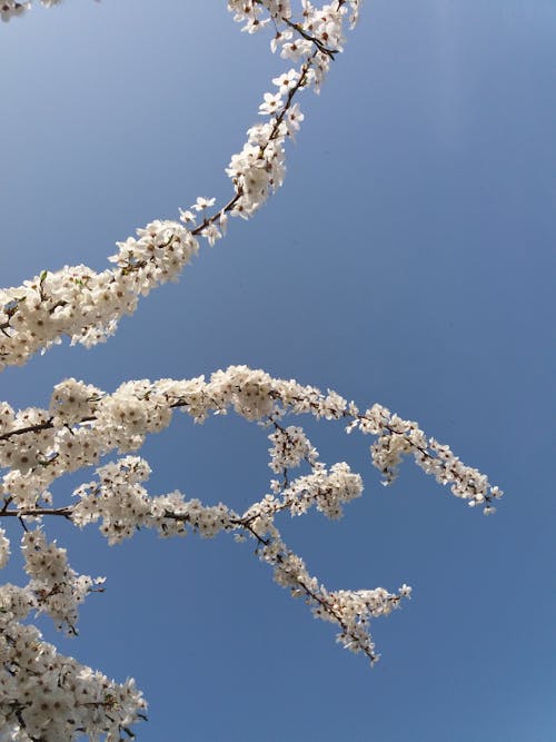 Foto d'estoc gratuïta de branques, clar cel blau, flor