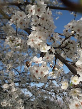 Close-up of white plum blossoms with a bee, capturing the essence of spring against a blue sky.