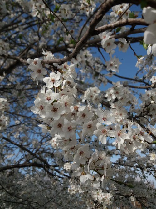 White Cherry Blossom Flowers on a Branch