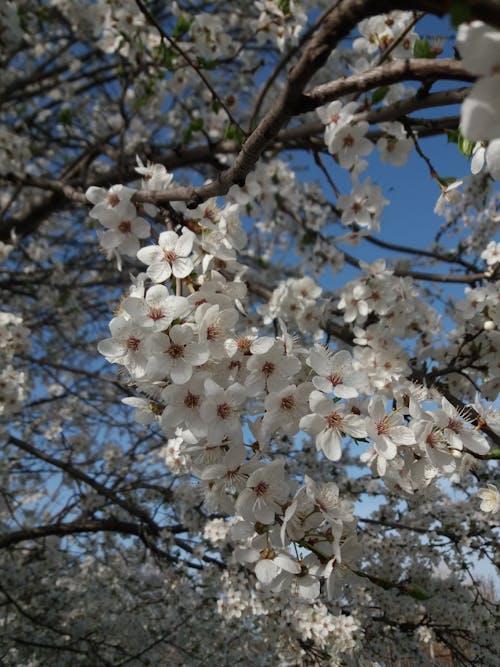 Kostnadsfri bild av blå himmel, blomfotografi, blomma