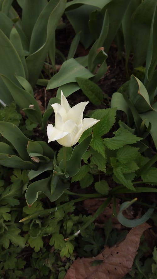 Free White Tulip in the Garden  Stock Photo