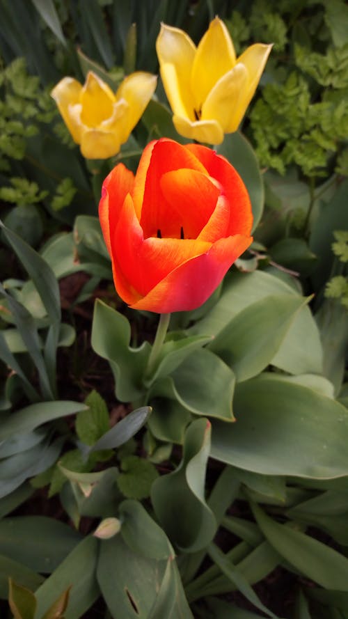 Fotobanka s bezplatnými fotkami na tému flóra, kvetinová fotografia, kvety