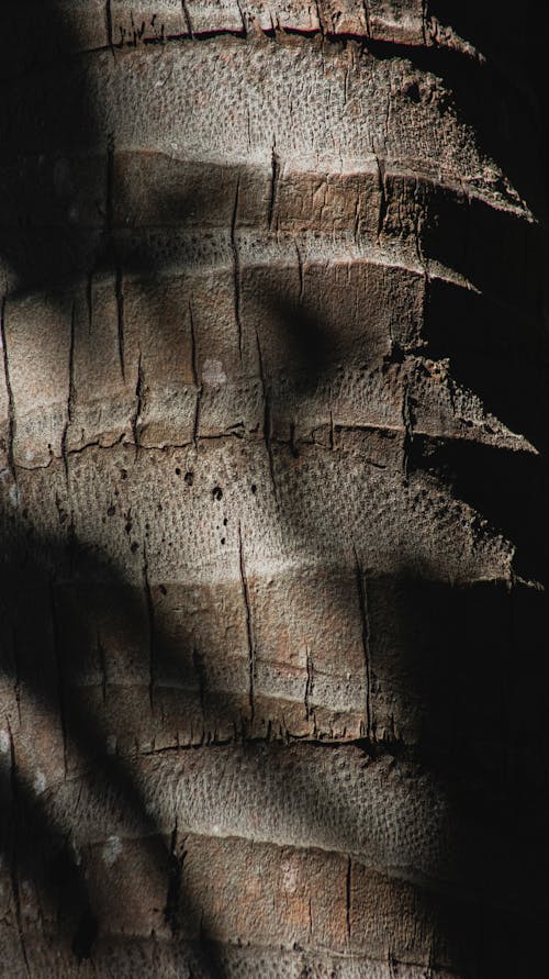 Darmowe zdjęcie z galerii z drzewo, kora, natura