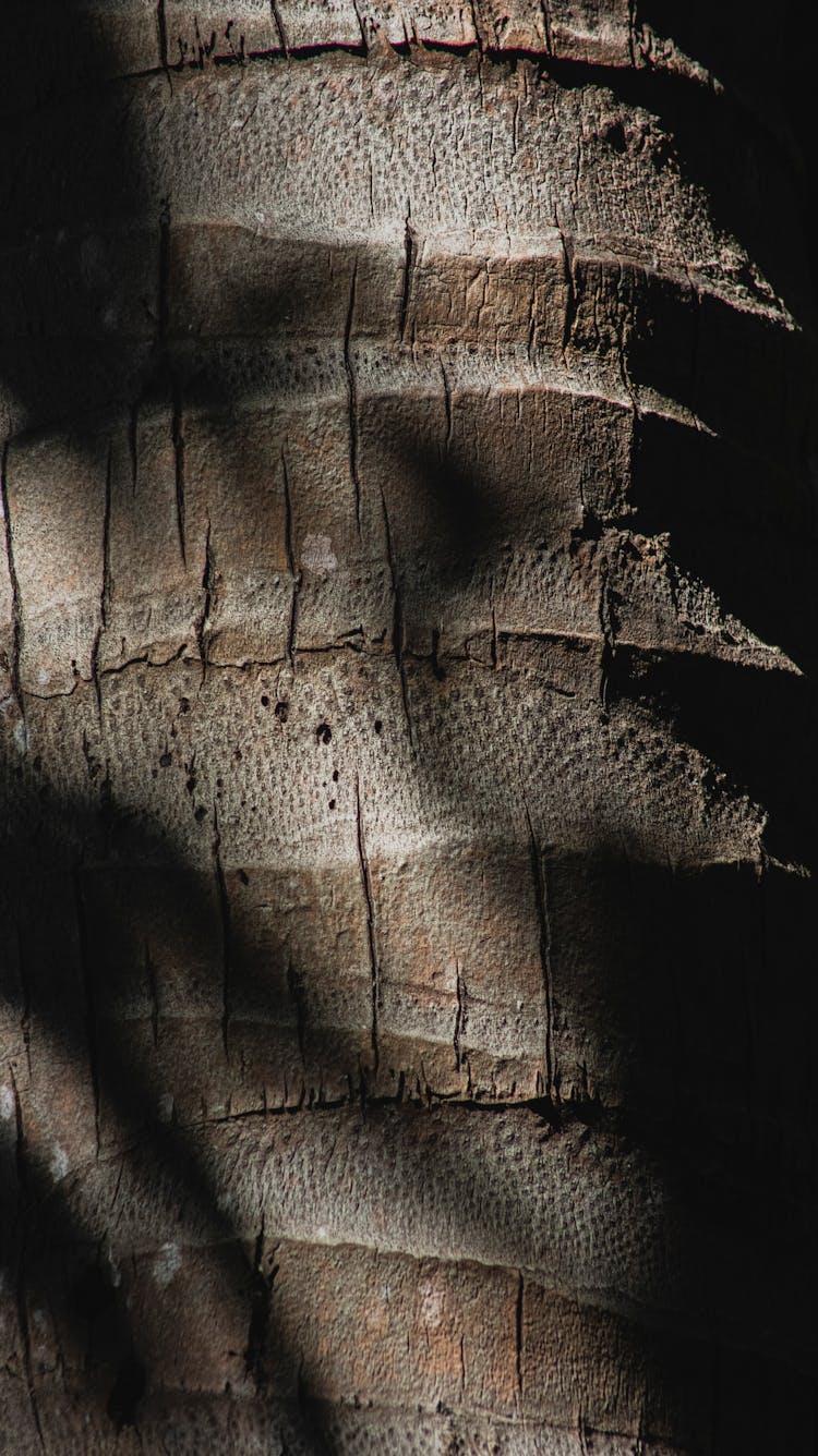 Close-up On Tree Bark