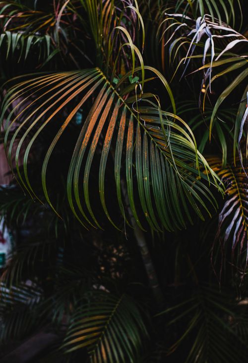 Free Detailed view of green palm foliage, showcasing delicate texture and verdant hues. Stock Photo