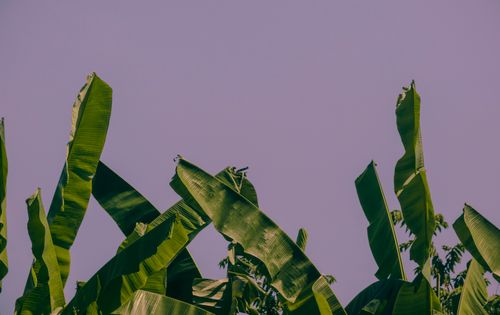 Free Vibrant green banana leaves reach toward a clear sky, symbolizing growth and nature. Stock Photo