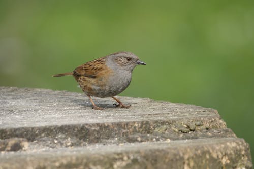 A Dunnock Bird Perched on Gray Rock