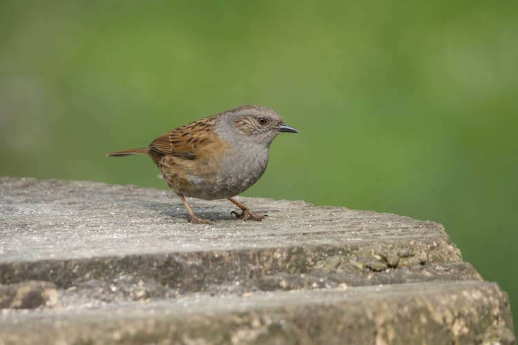 A Dunnock Bird Perched On Gray Rock