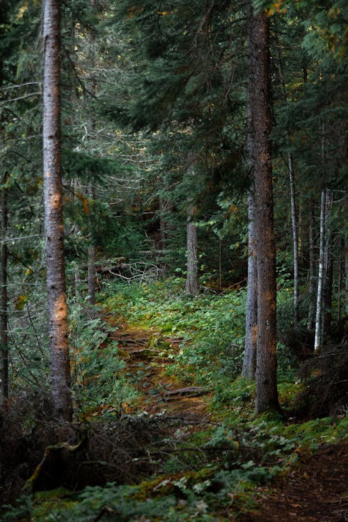 Foto stok gratis alam, fotografi alam, hutan