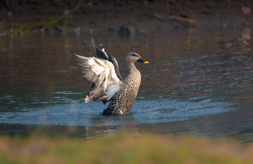 Free A Duck Flapping its Wings Stock Photo
