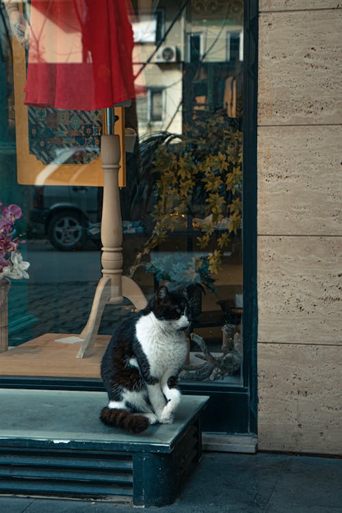 A Tuxedo Cat Sitting Near Near Window