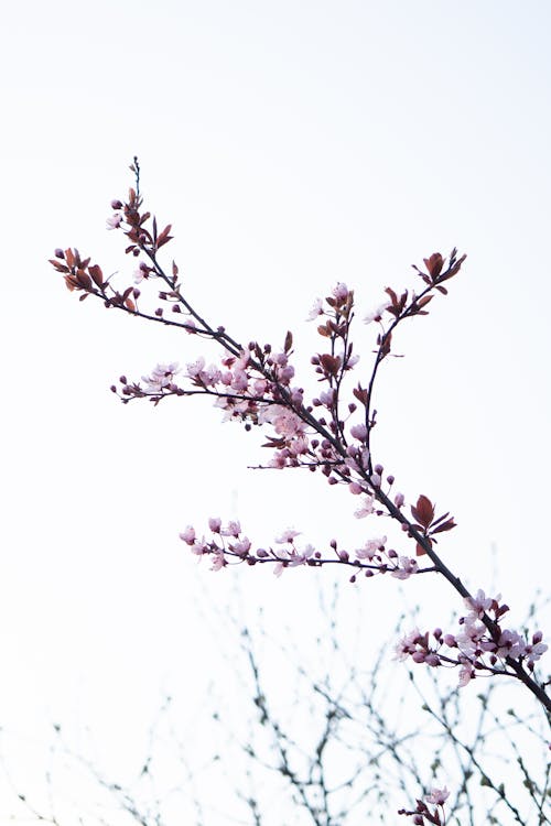 Foto profissional grátis de cereja, céu, delicado