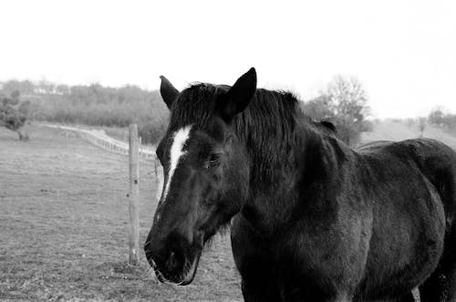Bezpłatne Darmowe zdjęcie z galerii z czarno-biały, fotografia zwierzęcia, koń Zdjęcie z galerii