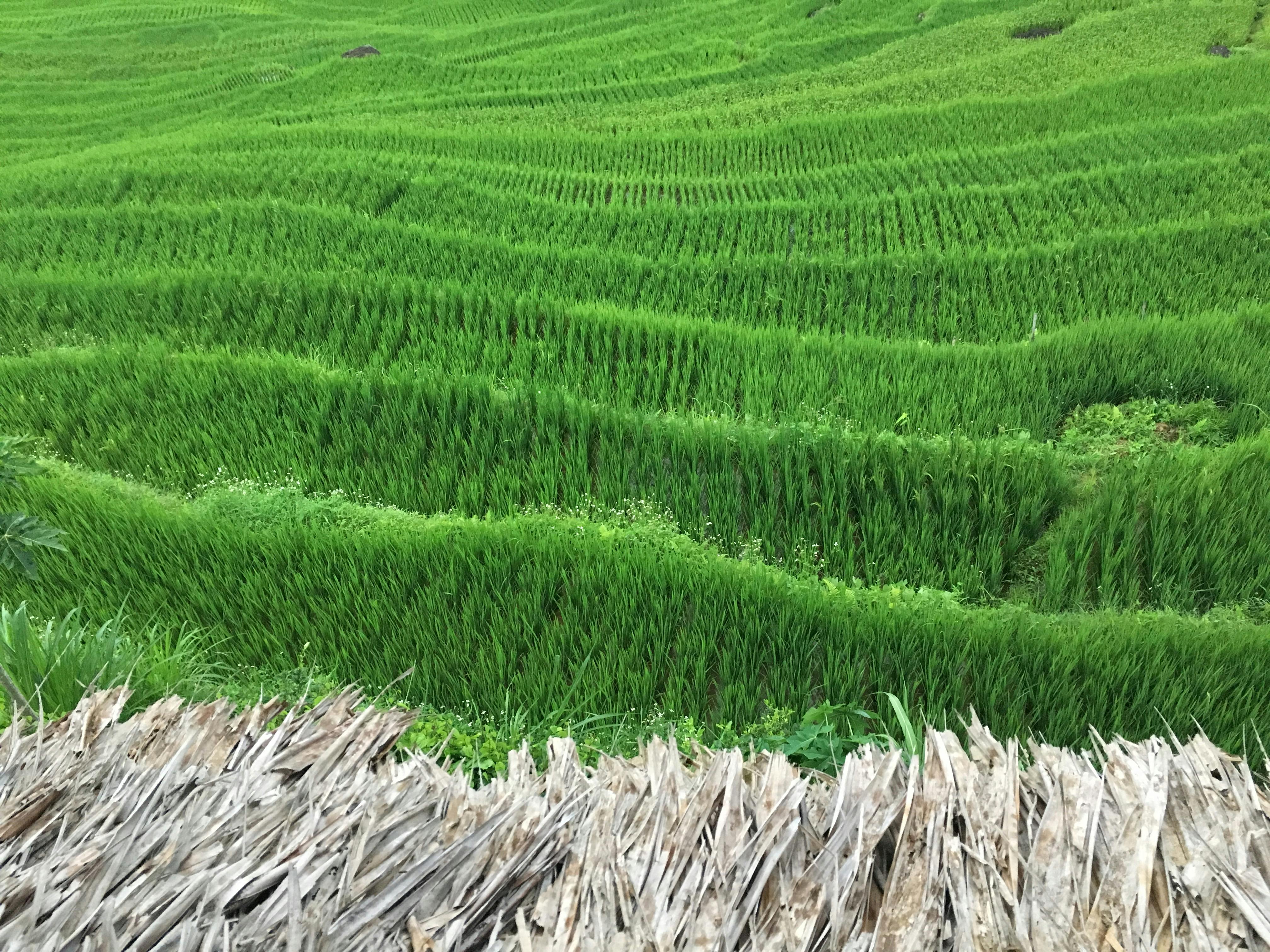 Free stock photo of #PuLuong #ThanhHoa #Peace #Green #RiceField