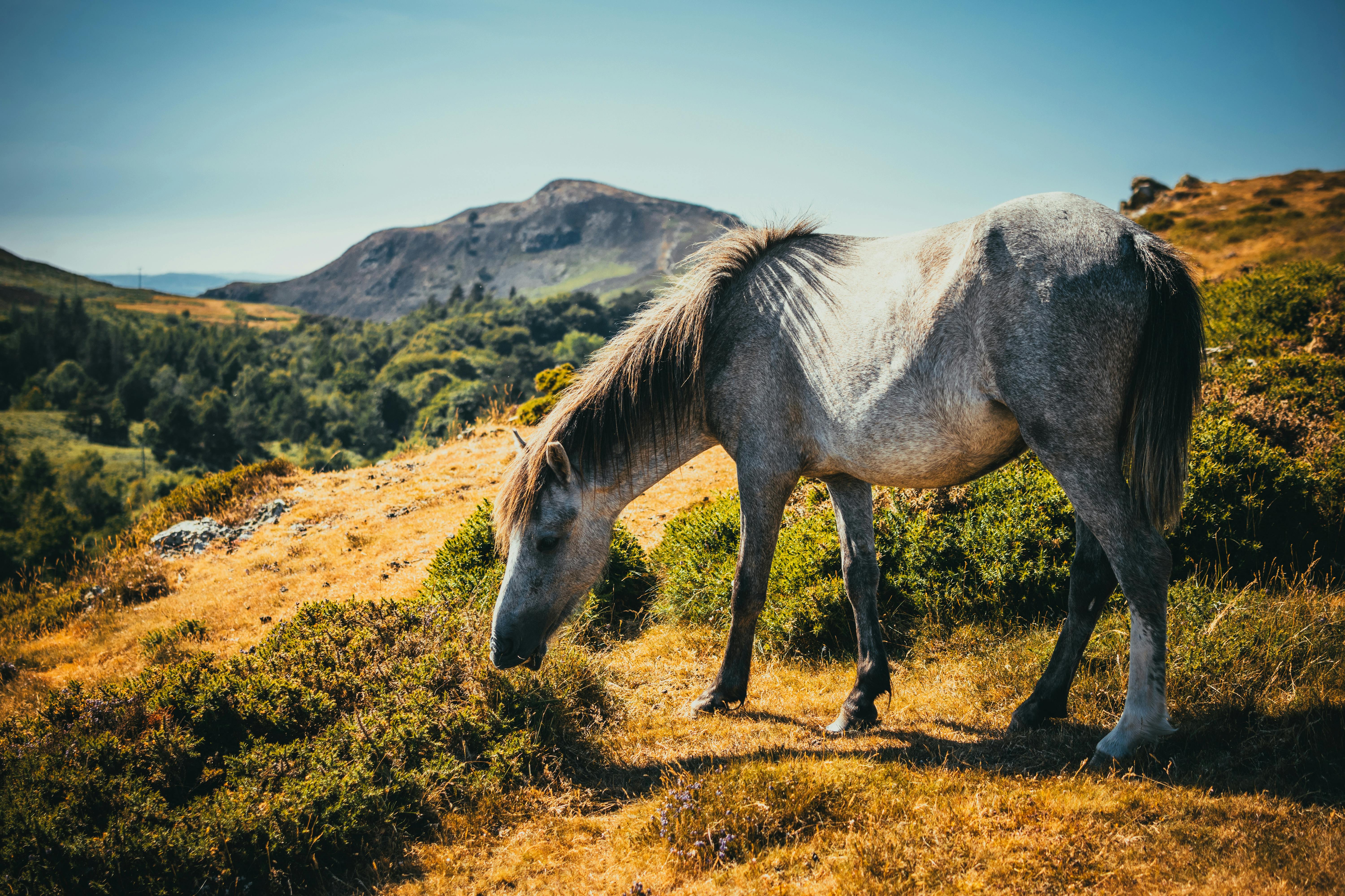 ‘Todd’s sort of lead horse’: Trump’s former criminal defense lawyer ascends DOJ — Photo by Lisa from Pexels on Pexels