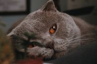 Russian Blue Cat Lying on Brown Wooden Table