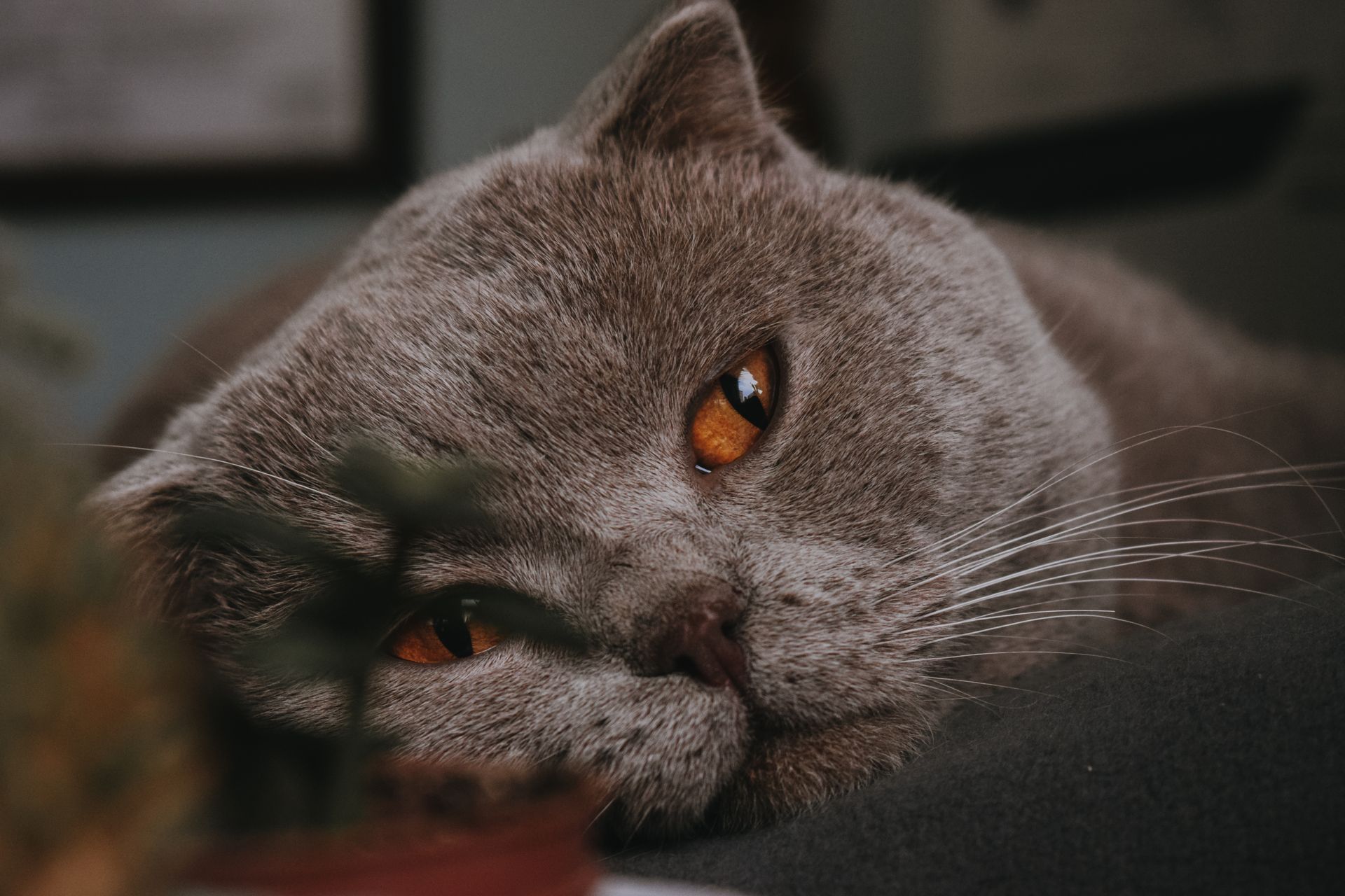 Intimate close-up of a Scottish Fold cat relaxing indoors, showcasing its warm amber eyes.