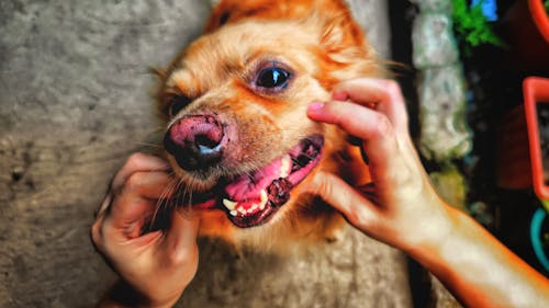 Ingyenes stockfotó aranyos, aranyos kutya, boldog témában