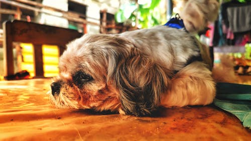 Kostnadsfri bild av bedårande hund, förtjusande, shih tzu